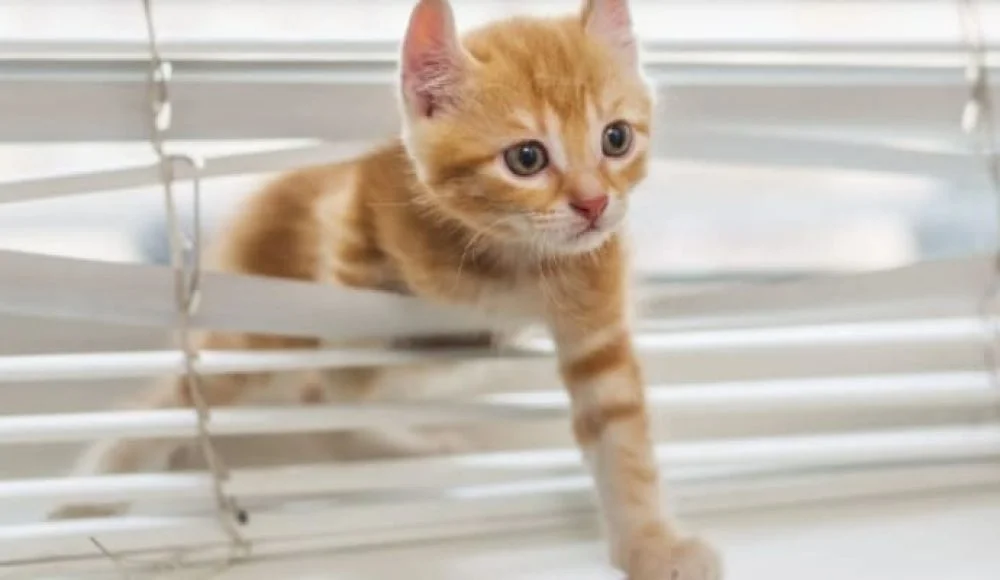 Cat Friendly Blinds for cat lovers